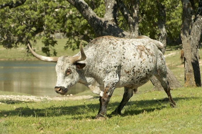 Американский Бизон и ЗУБР