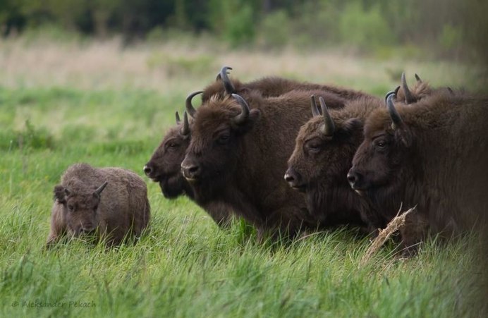 Бизоны зубры Буйволы