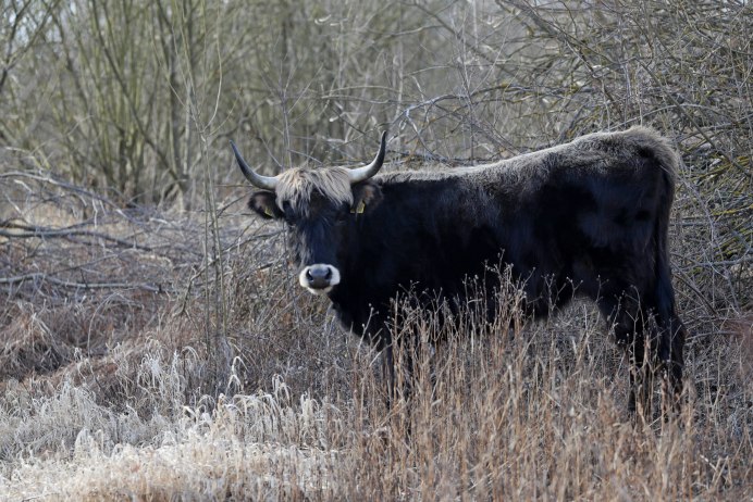 Бизоны в Северной Америке
