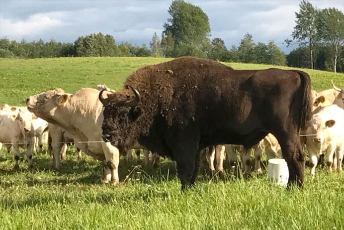 Священные животные Белоруссии