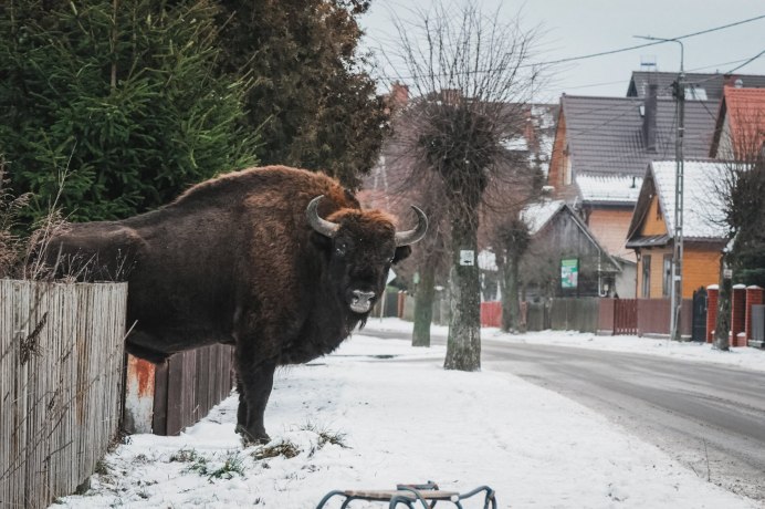 Марка с быком