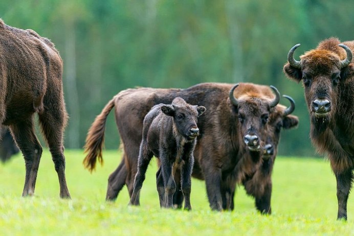 ЗУБР Bison bonasus