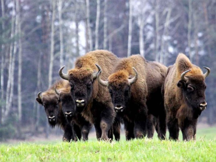 ЗУБР Bison bonasus