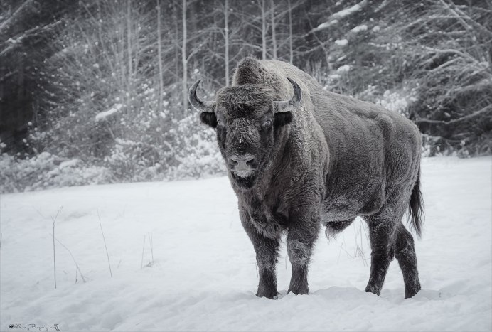 ЗУБР или Европейский ЗУБР