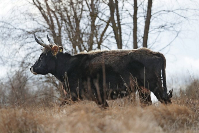 Шерстистый буйвол