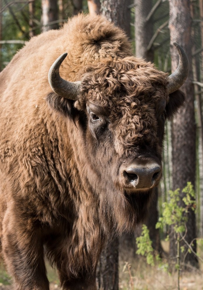 ЗУБР В Беларуси монумент