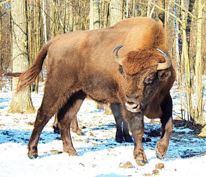 Беловежская пуща зубры заповедник