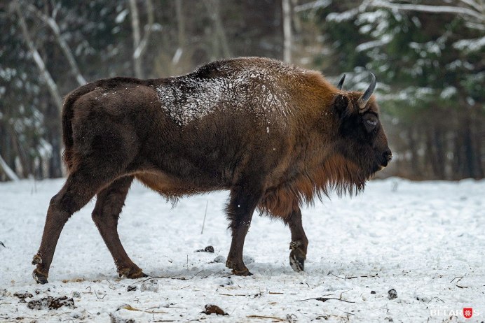 Европейский ЗУБР