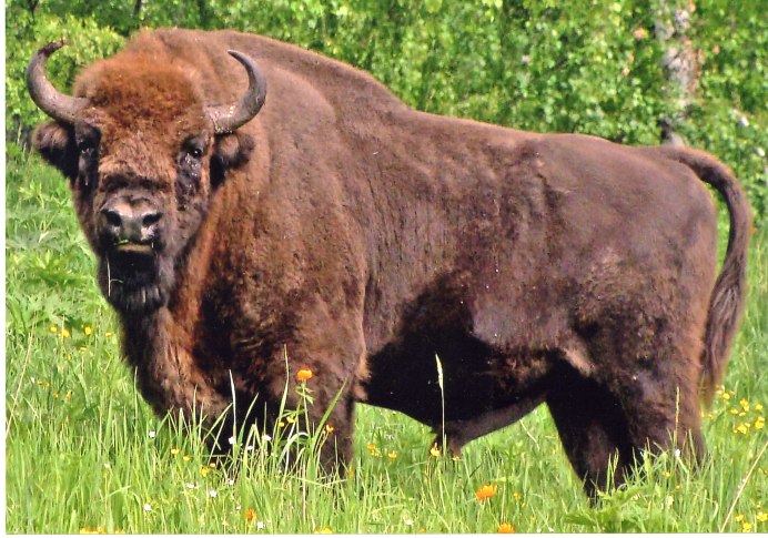 Европейский Бизон – ЗУБР