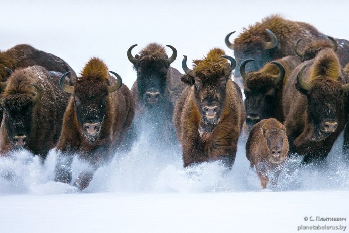 Бизон бежит