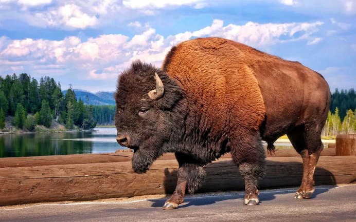 Бык в Белоруссии