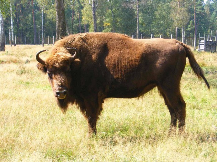 Беловежская пуща бык