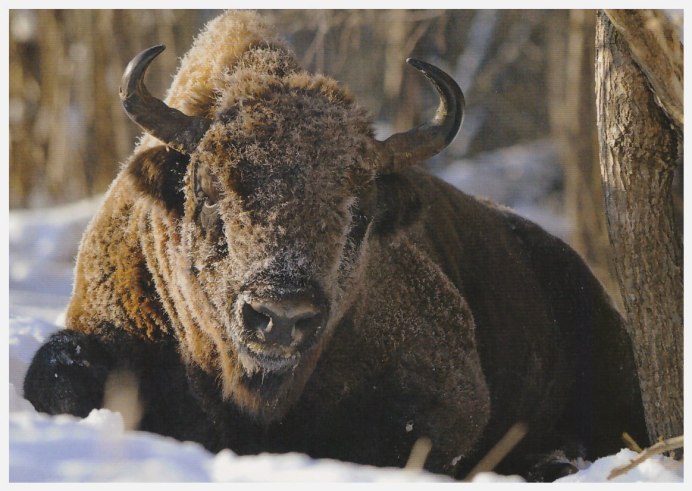 Степной Бизон Bison Priscus