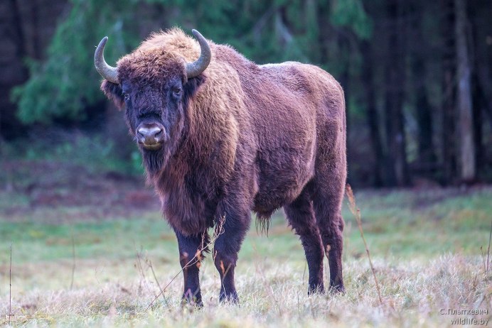 Беловежская пуща бизоны