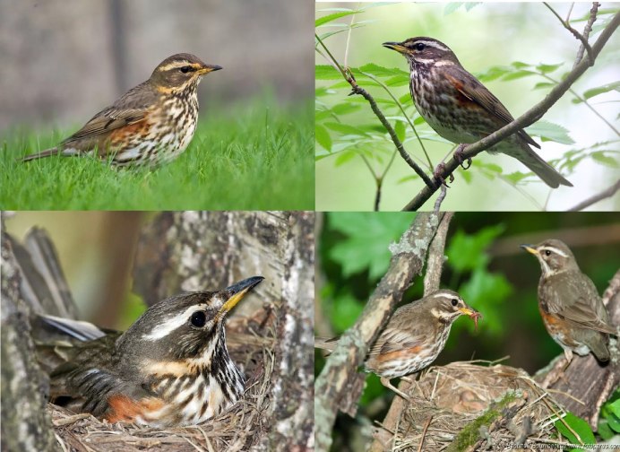 • Дрозд Науманна (turdus naumanni)