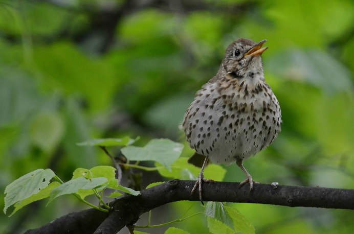 Дрозд краснозобый (turdus ruficollis)