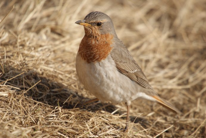 Певчий Дрозд (turdus philomelos)