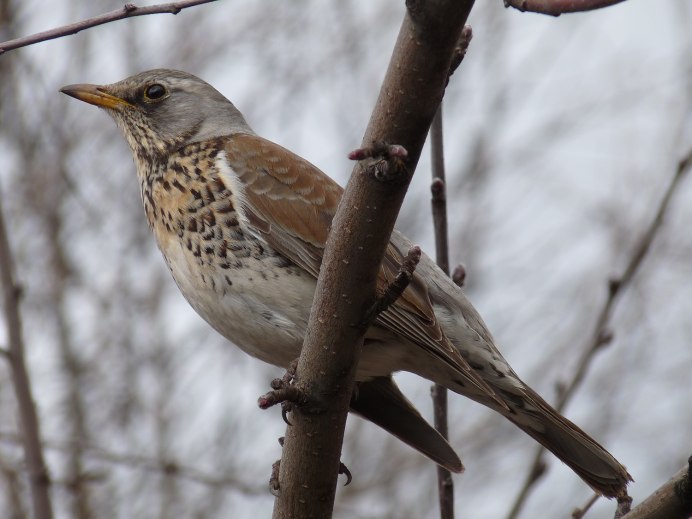 Дрозд - Thrush