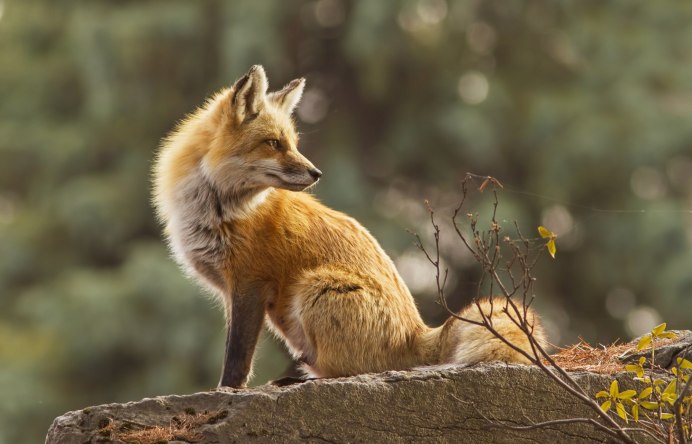 Коричневые лисы