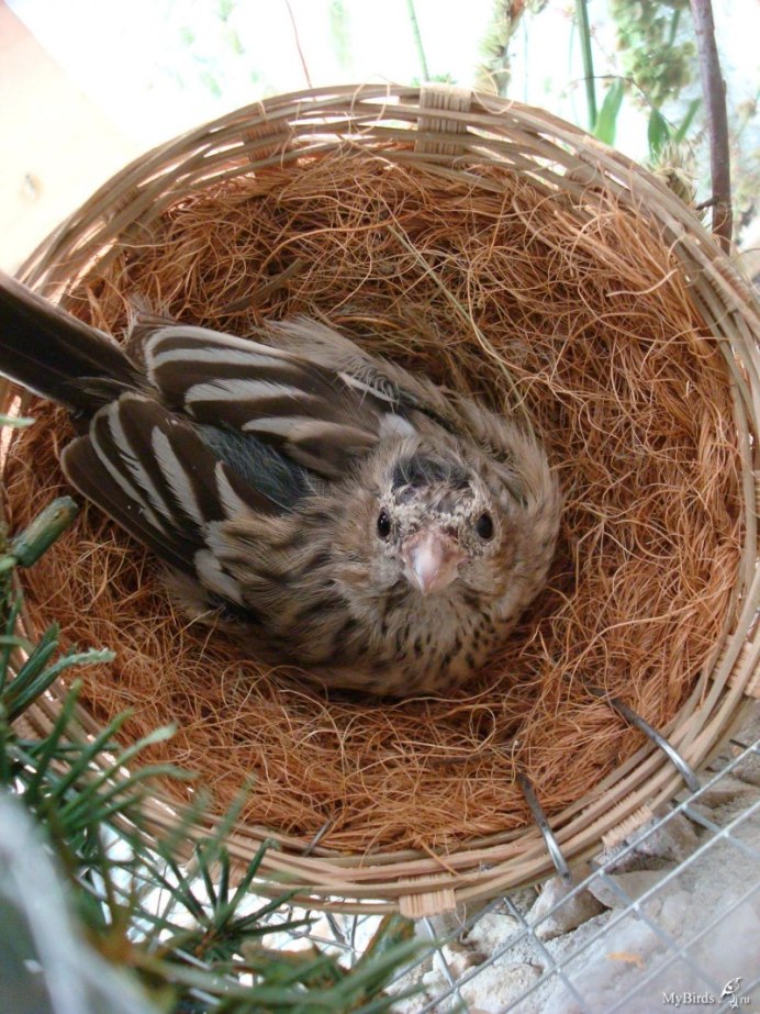 Гнездо для амадин