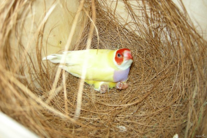 Амадины Гульда в гнезде
