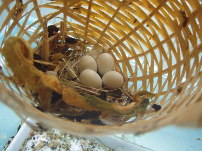 Птенец амадина