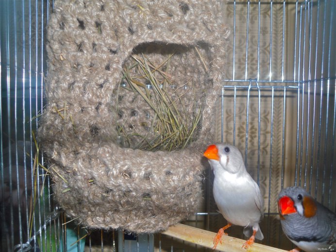 Гнездо для яиц амадин