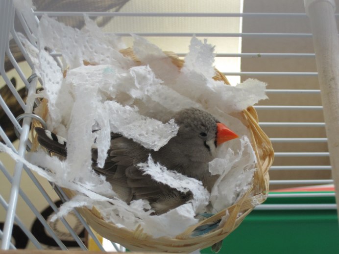 Красный Кардинал птенец