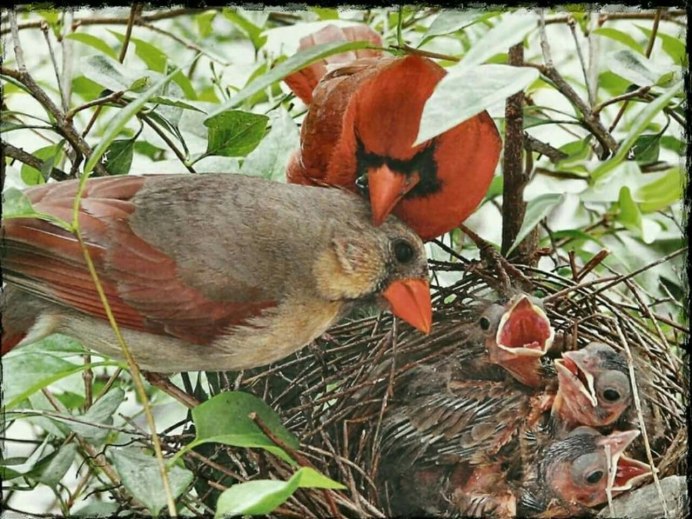 Гнездо вьюрка