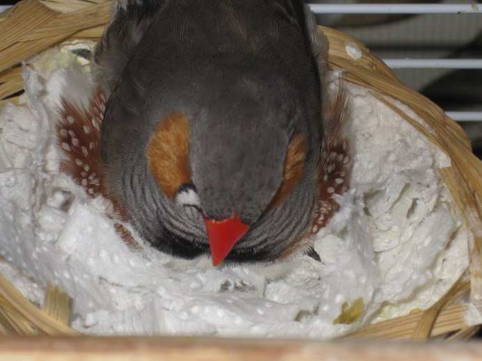 Амадины Гульда в дикой природе