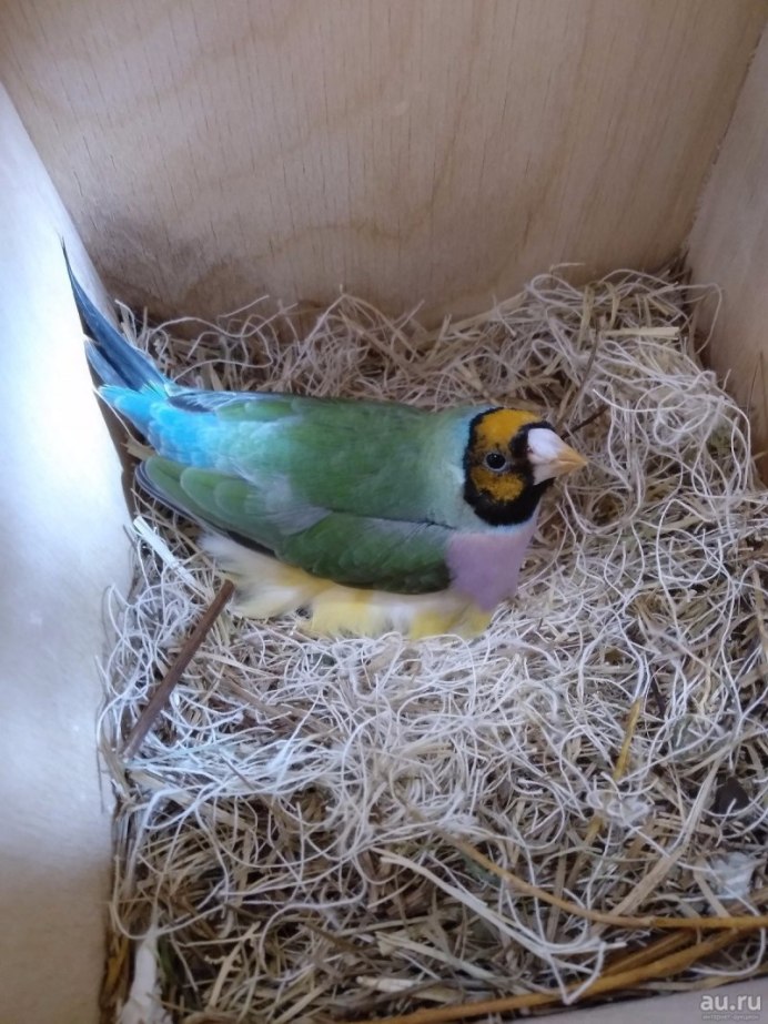 Ширли Джексон "Птичье гнездо"