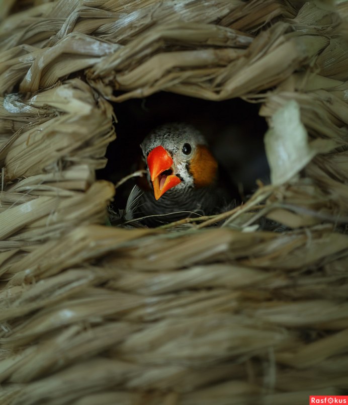 Зебровые амадины гнездо