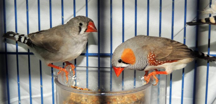 Гульдова амадина