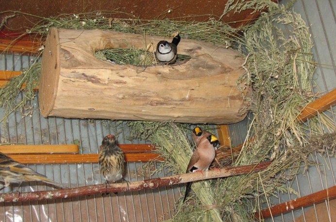 Амадина - Птичье гнездо