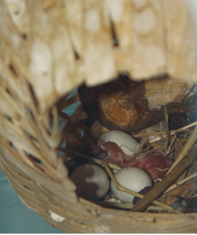 Амадина зебровая птенцы