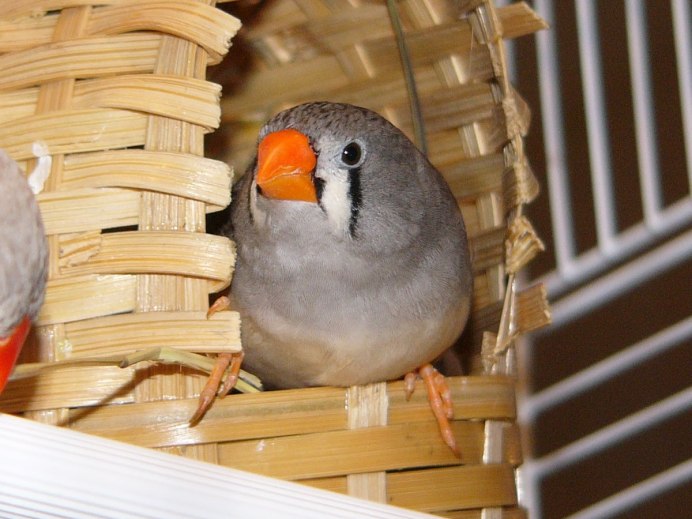 Китайские воробьи амадины