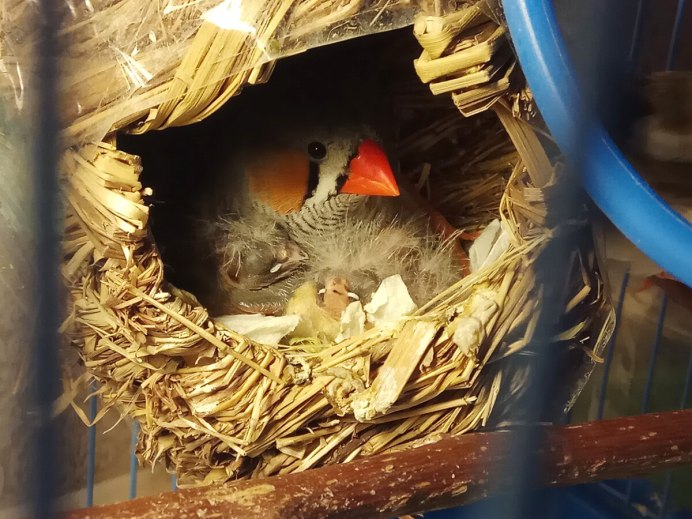 Зебровые амадины полысели