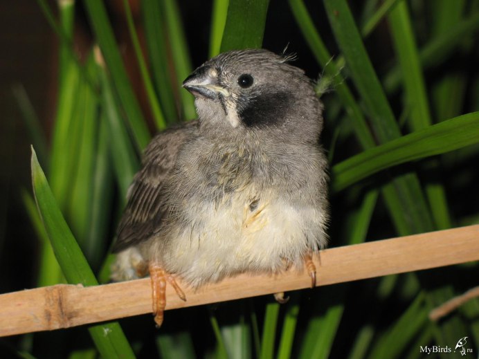 Гнездо для амадин