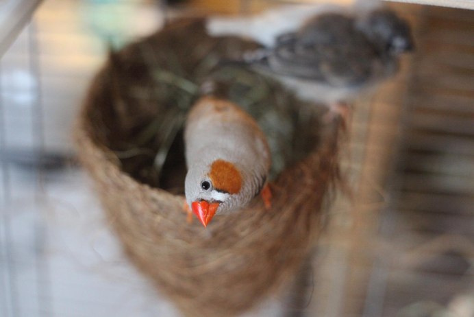 Амадина птица птенец