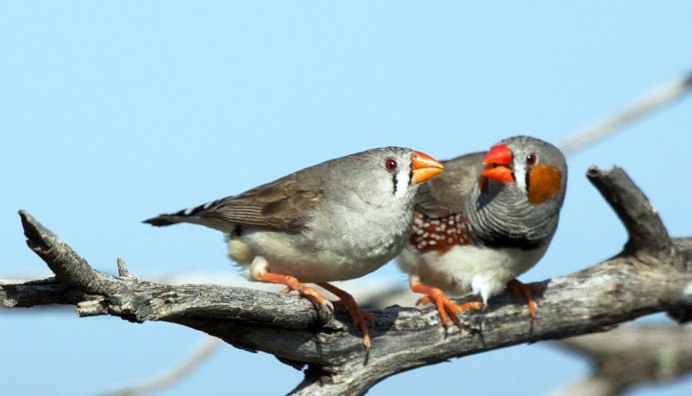 Птичка амадин