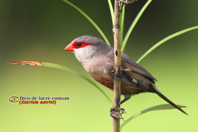 Рахманов зебровые амадины