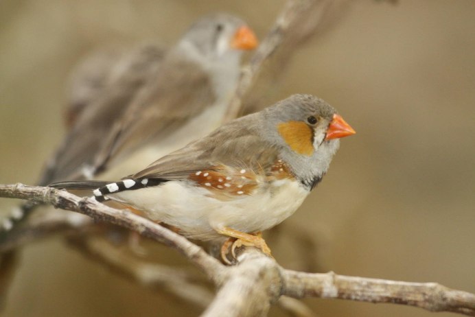 Гульдова амадина