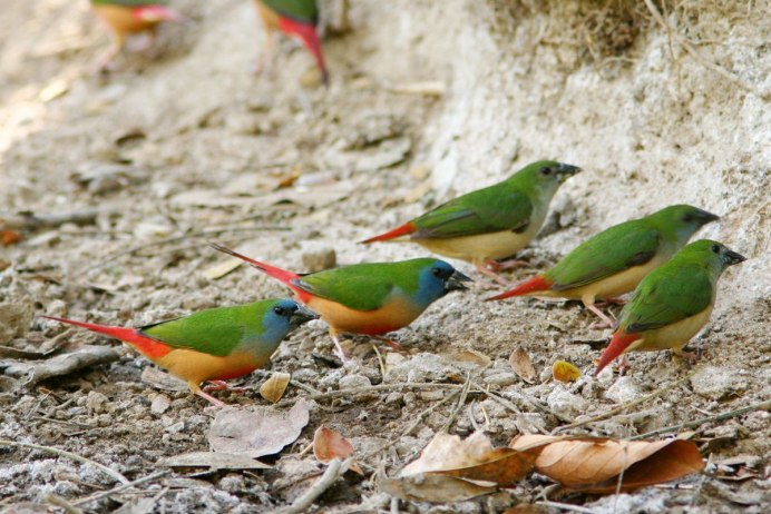 Японская амадина