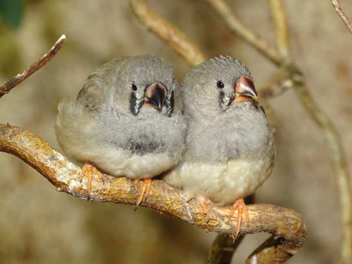 Амадины из бумаги своими руками