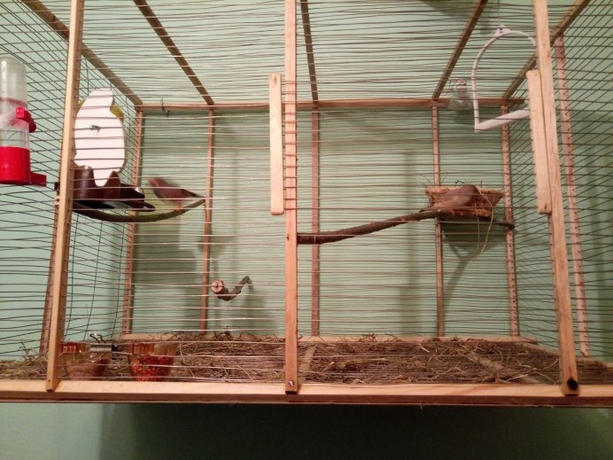 Птенцы амадинов Гульда