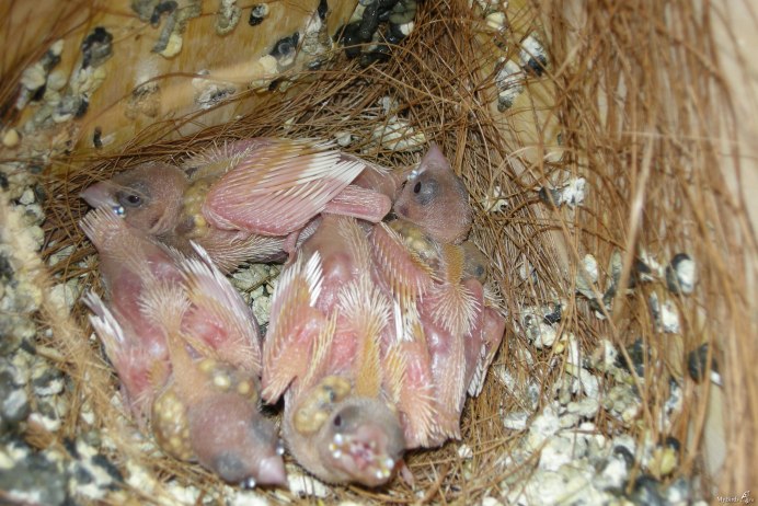 Масковые амадины