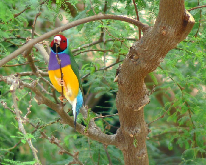 Черноголовый щегол гнездо