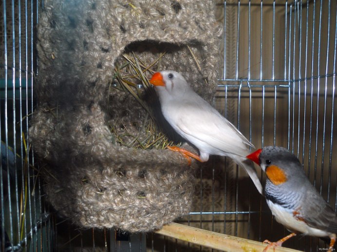 Зебровые амадины гнездо