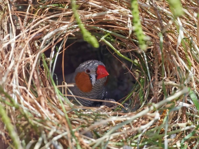Тукан с птенцами в гнезде