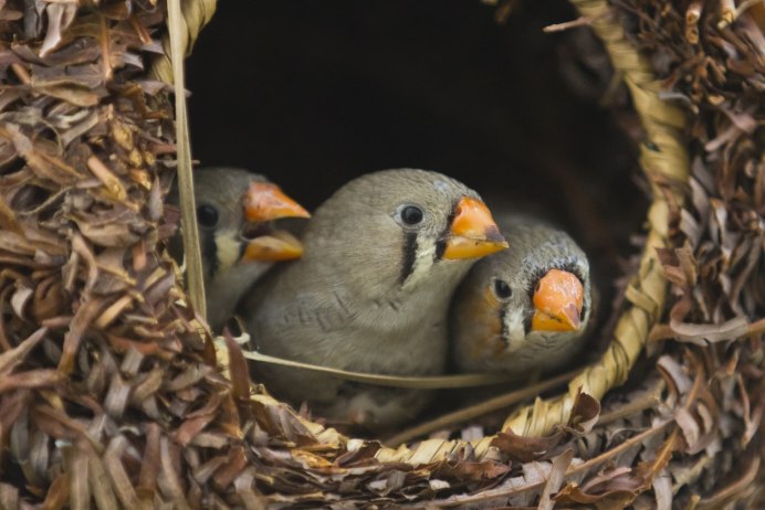 Зебровые амадины гнездо